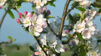Apple blossom against a field background and blue sky