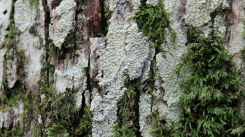 Grey Barnacle lichen covering tree bark on trunk