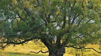 Downy birch tree in Glen Finglas