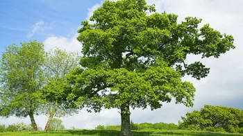 English oak/pedunculate oak whole tree