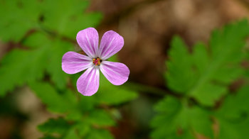 Herb-robert flower close-up from above.