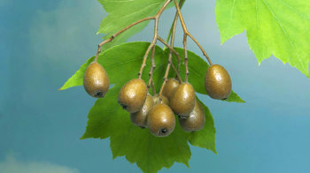 Wild service tree berries